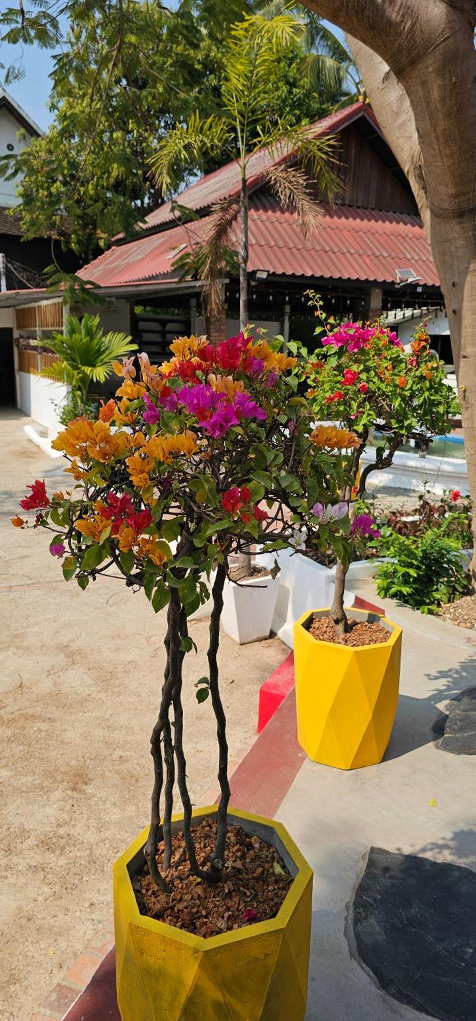 Sabaidee Guesthouse Luang Prabang Esterno foto